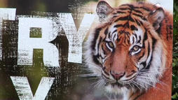 tigre-zoo-nueva-zelanda